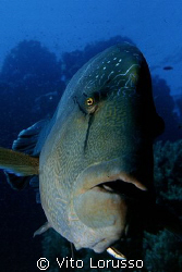 Fishs - Cheilinus undulatus by Vito Lorusso 